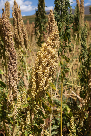 100 Organic PEPPERMINT QUINOA Grain Chenopodium Quinoa White & Green Heads - White Seeds